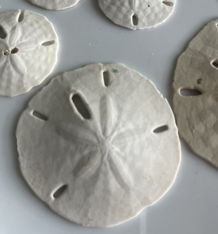 sand dollar star