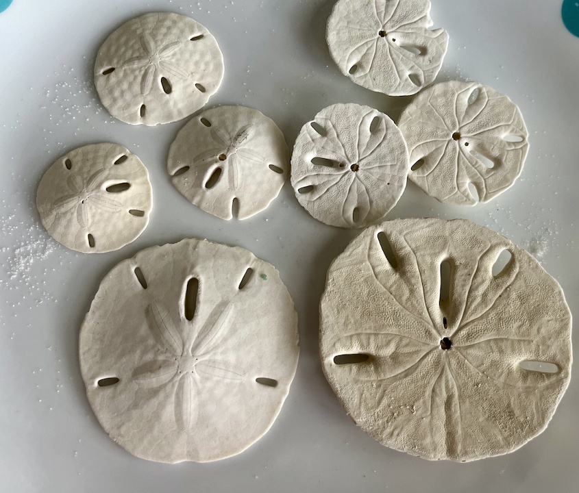 sand dollar story legend