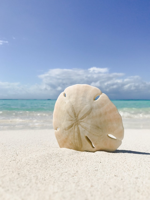 How to Find Sand Dollars at the Beach